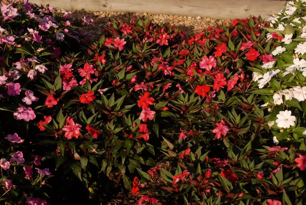 Photo of Impatiens x hybrida SunPatiens® - 'Vigorous Red' Flower Form:Jim Robbins