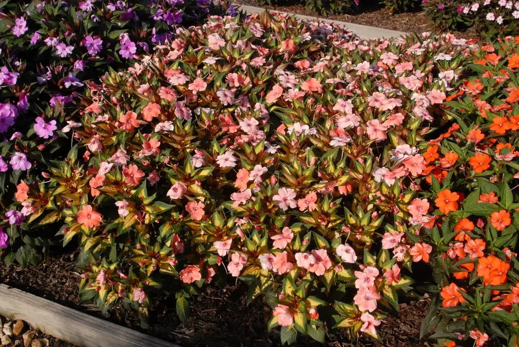 Photo of Impatiens x hybrida SunPatiens® - 'Vigorous Variegated Coral' Flower Form:Jim Robbins