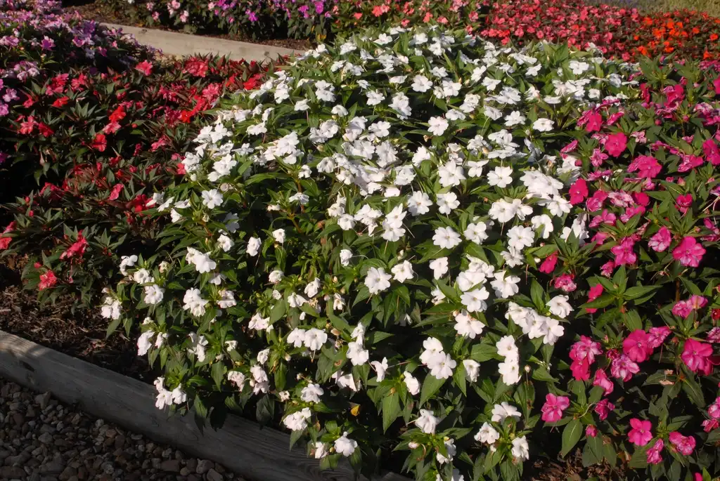 Photo of Impatiens x hybrida SunPatiens® - 'Vigorous White Improved' Flower Form:Jim Robbins