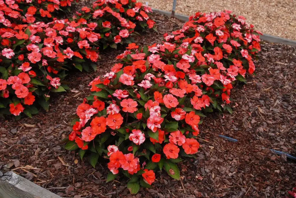 Photo of Impatiens x hybrida SunPatiens® - 'Compact Hot Coral' Flower Form:Jim Robbins