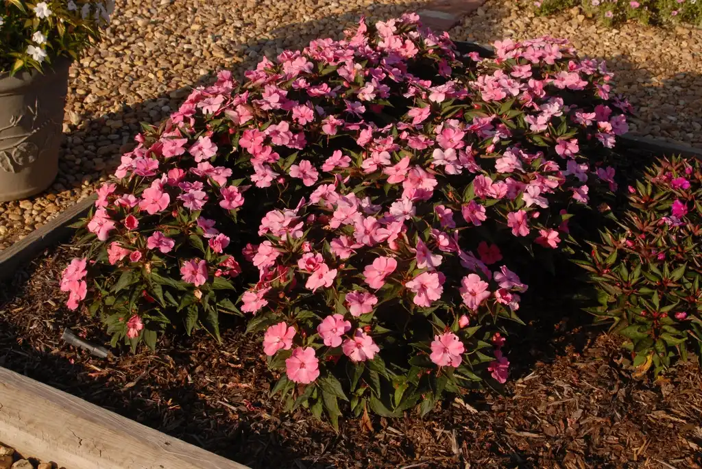 Photo of Impatiens x hybrida SunPatiens® - 'Compact Pink' Flower Form:Jim Robbins