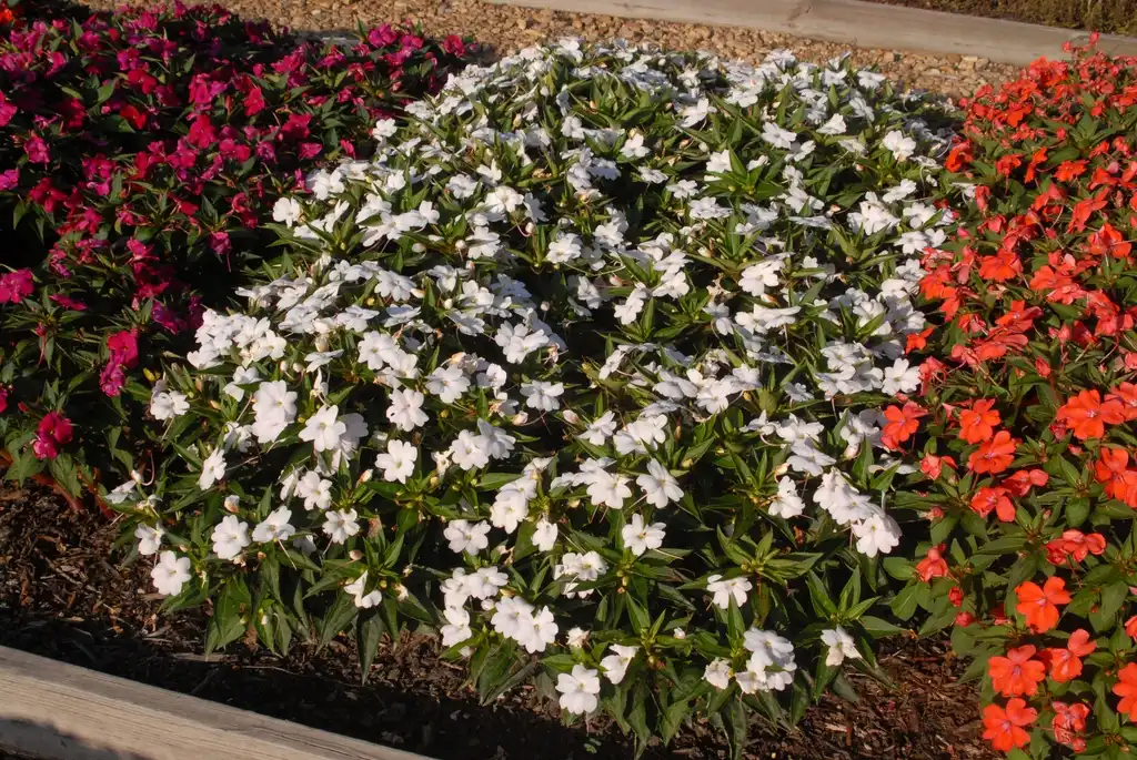 Photo of Impatiens x hybrida SunPatiens® - 'Compact White' Flower Form:Jim Robbins