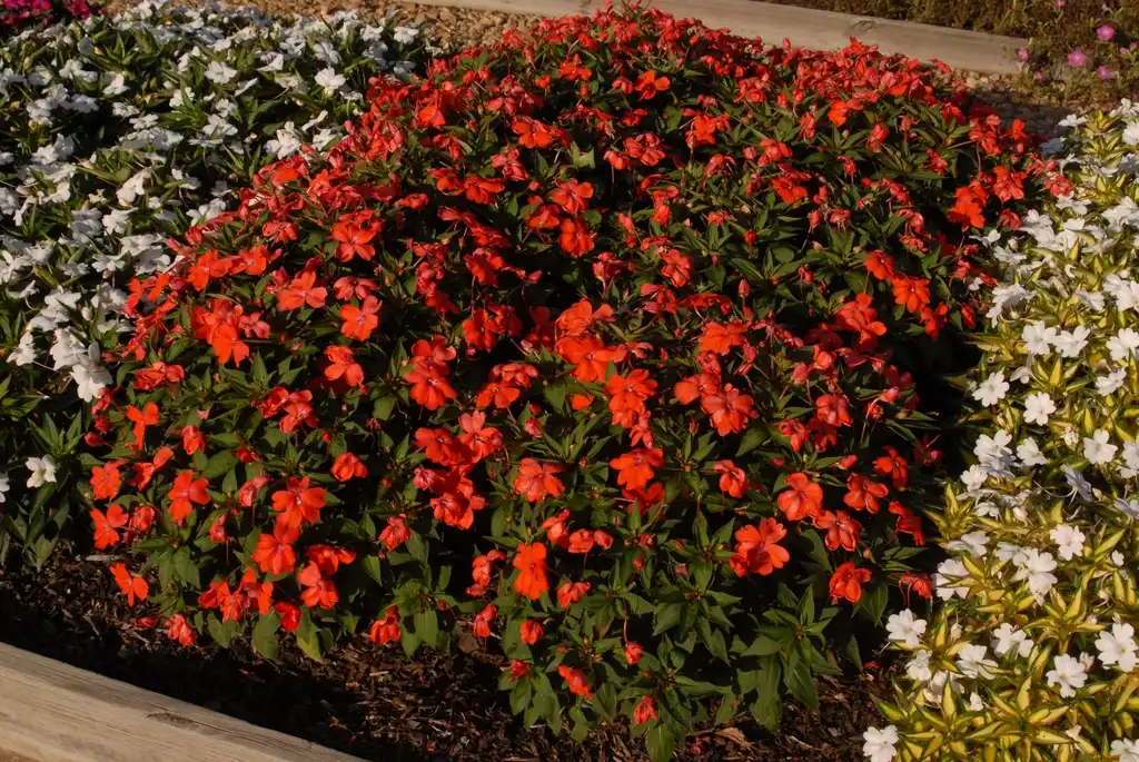 Photo of Impatiens x hybrida SunPatiens® - 'Spreading Corona' Flower Form:Jim Robbins