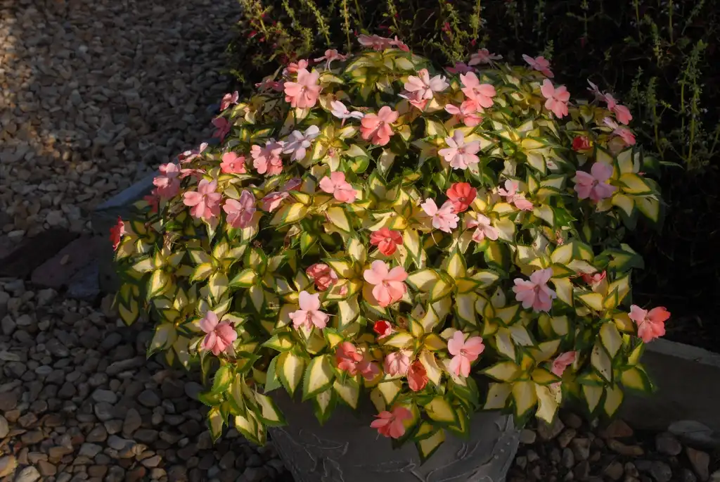 Photo of Impatiens x hybrida SunPatiens® - 'Spreading Var Salmon' Flower Form:Jim Robbins