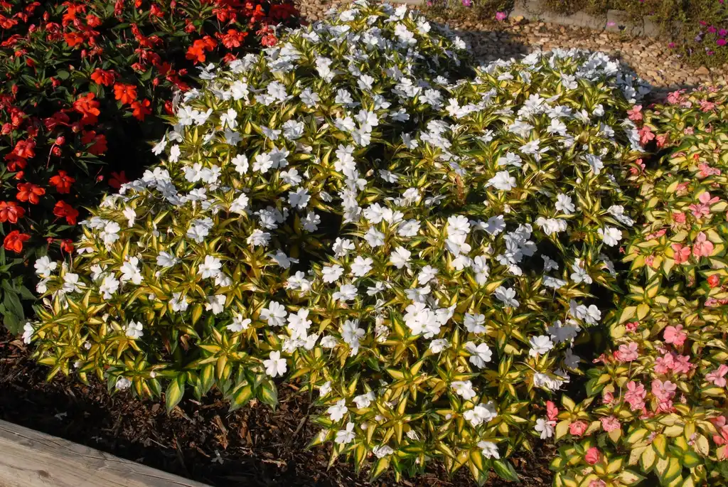 Photo of Impatiens x hybrida SunPatiens® - 'Spreading Var White' Flower Form:Jim Robbins