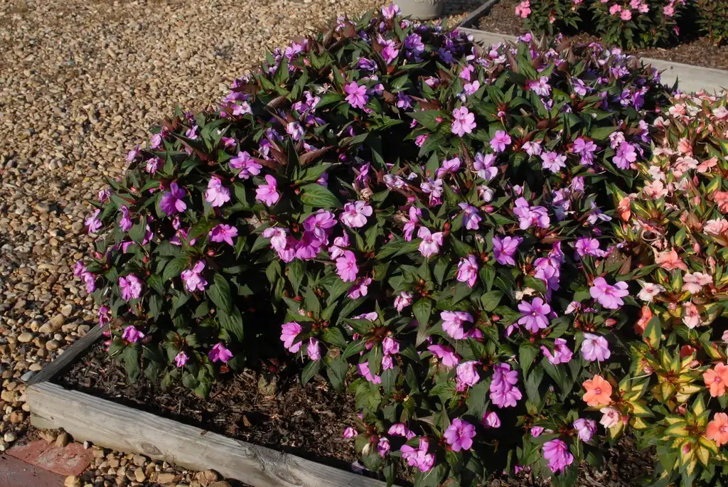 Photo of Impatiens x hybrida SunPatiens® - 'Vigorous Lavender' Flower Form:Jim Robbins
