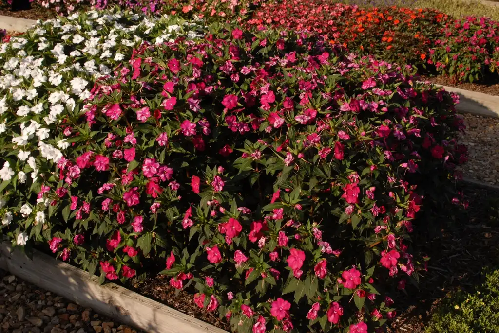 Photo of Impatiens x hybrida SunPatiens® - 'Vigorous Magenta' Flower Form:Jim Robbins