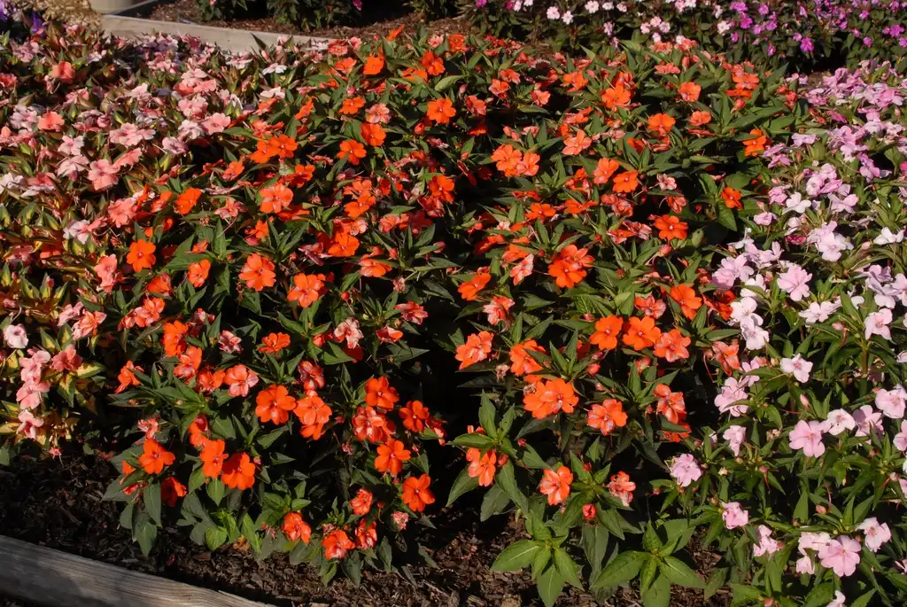 Photo of Impatiens x hybrida SunPatiens® - 'Vigorous Orange' Flower Form:Jim Robbins