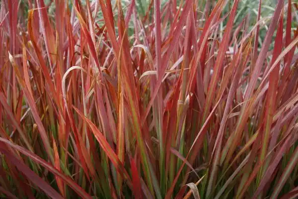 Foto de Imperata cylindrica 'Rubra' (Imperata cylindrica 'Rubra's)