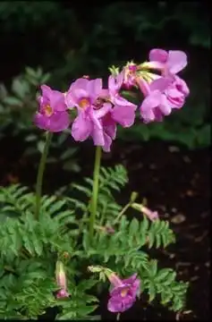 Photo of Incarvillea (Incarvilleas)