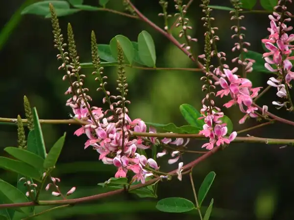 Фото Indigofera amblyantha (Indigofera amblyanthas)
