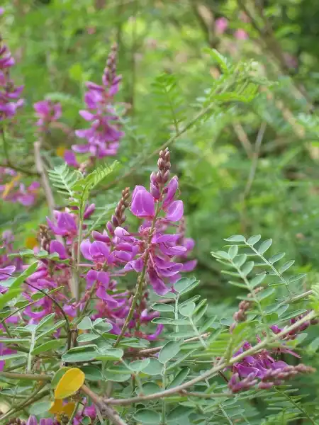 Foto de Indigofera heterantha (Indigofera heteranthas)