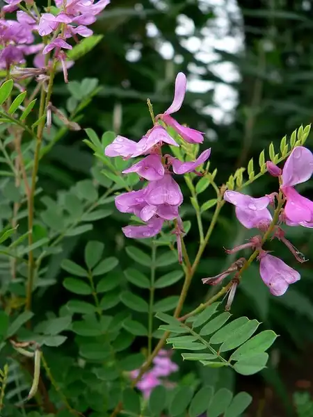 Foto de Indigofera heterantha (Indigofera heteranthas)