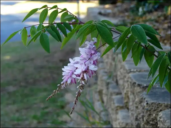 Foto de Indigofera incarnata (Indigofera incarnatas)