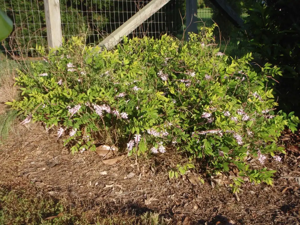 Foto de Indigofera incarnata (Indigofera incarnatas)