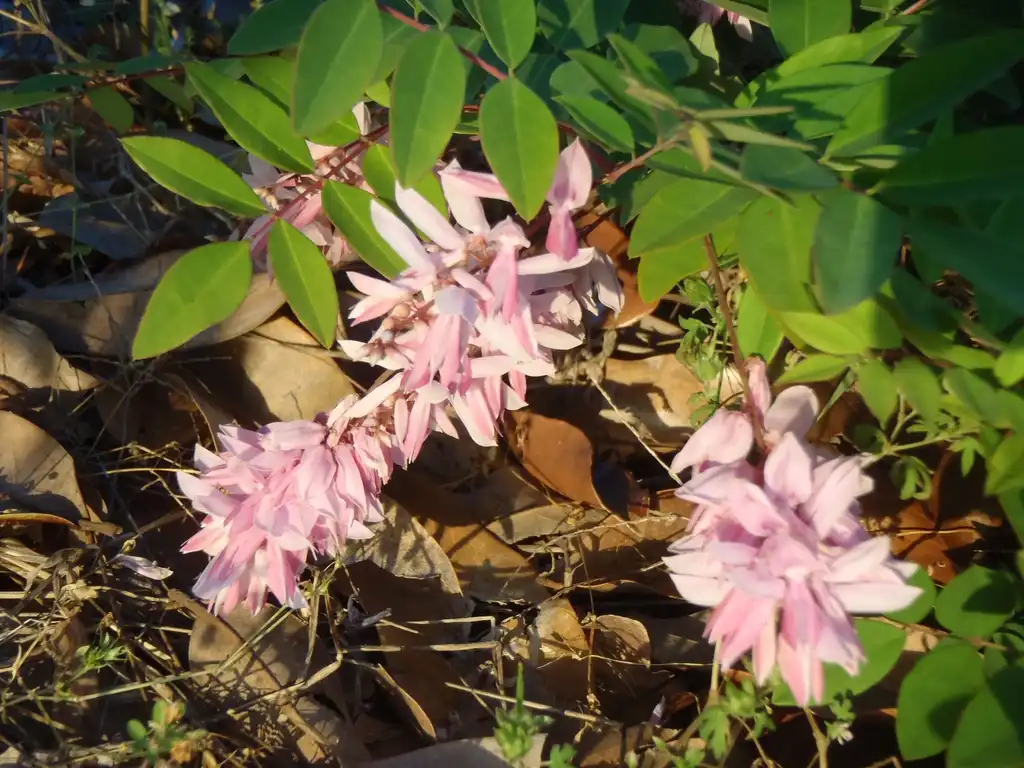 Foto de Indigofera incarnata - Flower and Leaves:Jim Robbins