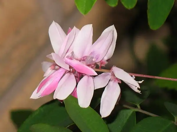 Фото Indigofera kirilowii (Indigofera kirilowiis)