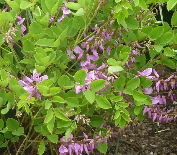 Фото Indigofera kirilowii (Indigofera kirilowiis)