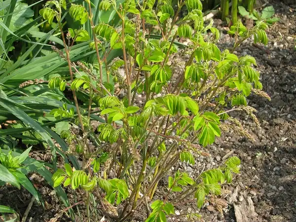 Фото Indigofera kirilowii - Indigofera kirilowii:peganum