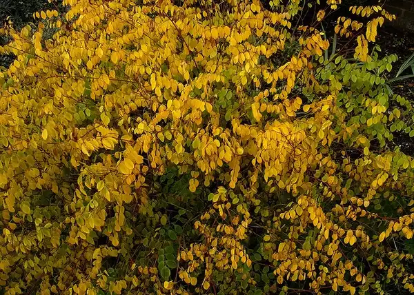 Фото Indigofera kirilowii - Indigofera kirilowii - Fall Color:peganum