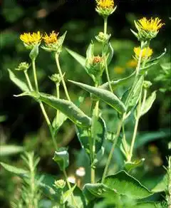 Фото Inula helenium (Inula heleniums)