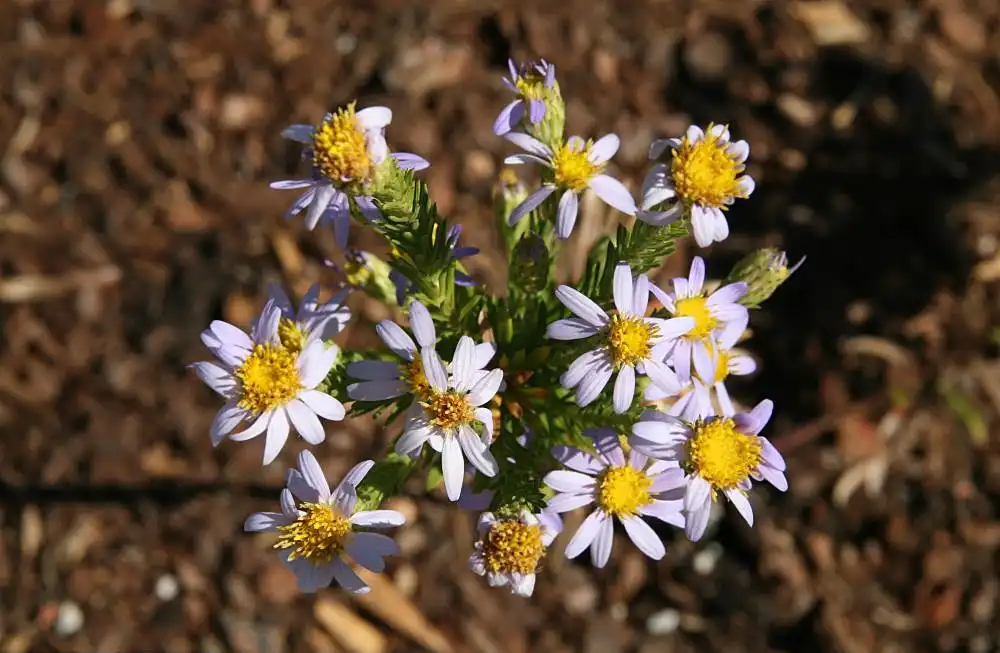 Foto de Ionactis linariifolia (Ionactis linariifolias)