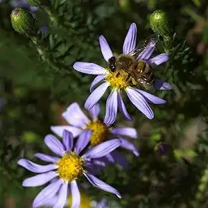 Foto de Ionactis linariifolia (Ionactis linariifolias)