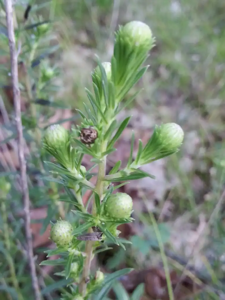 Foto de Ionactis linariifolia - Fruit:Erin Faulkner
