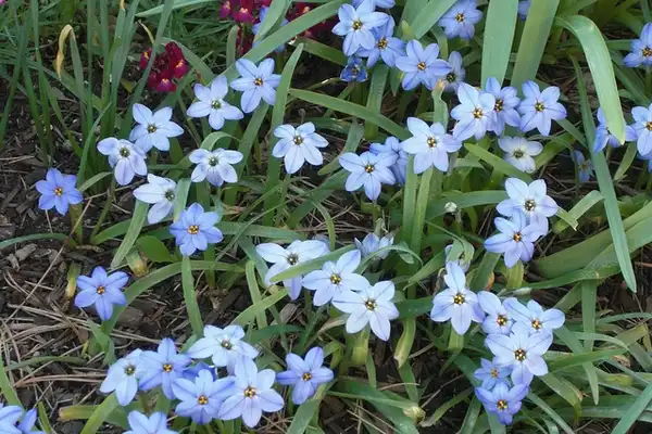 Photo of Ipheion uniflorum (Ipheion uniflorums)