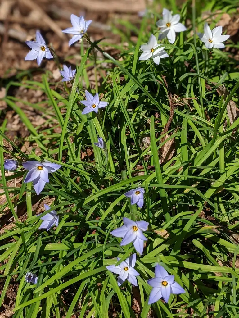 Photo of Ipheion uniflorum (Ipheion uniflorums)