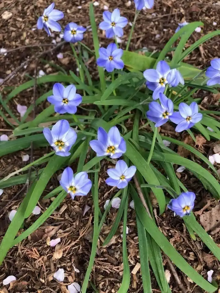 Photo of Ipheion uniflorum - Bloom and Spreading Habit (Wake County,NC)-Early Spring:Cathy Dewitt