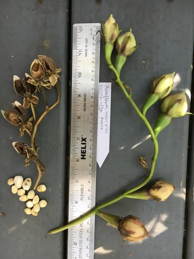 Фото Ipomoea alba (Ipomoea albas)