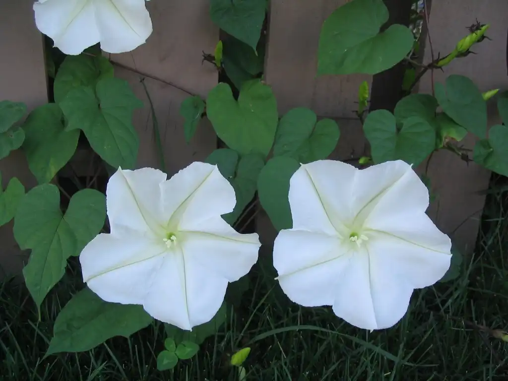 Фото Ipomoea alba (Ipomoea albas)