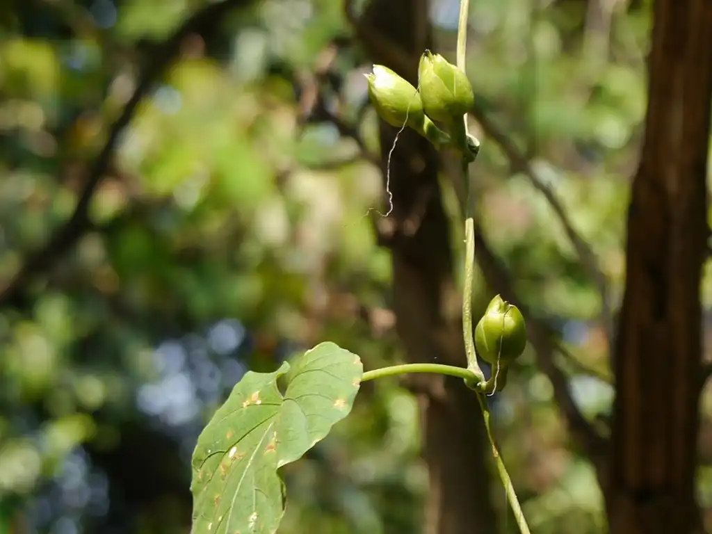 Фото Ipomoea alba - Leaves and Buds:Dinesh Valke