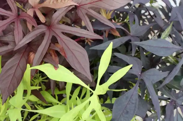 Photo of Ipomoea batatas (Ipomoea batatass)