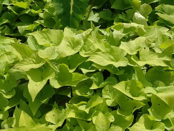 Photo of Ipomoea batatas (Ipomoea batatass)