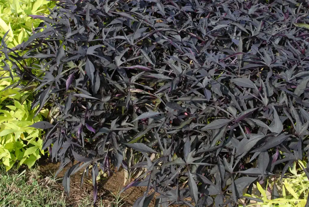 Photo of Ipomoea batatas - 'Illusion Midnight Lace' Form:Jim Robbins