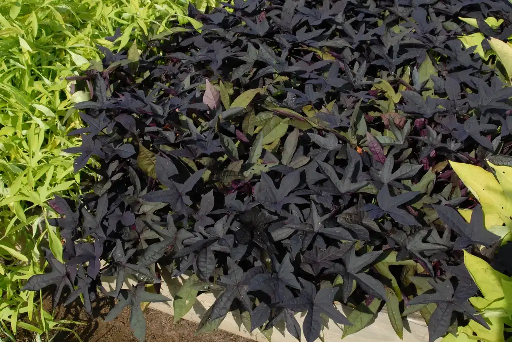 Photo of Ipomoea batatas - 'Sidekick Black' Form:Jim Robbins