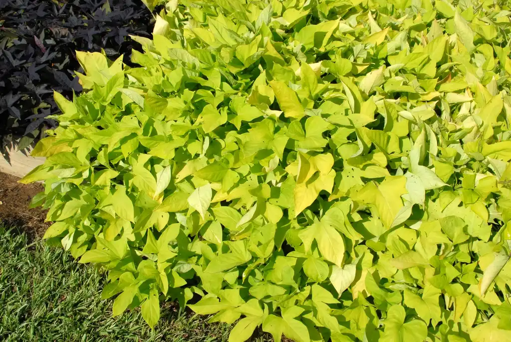 Photo of Ipomoea batatas - 'Sidekick Lime' Form:Jim Robbins