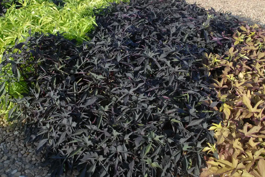Photo of Ipomoea batatas - 'Midlight Lace' Form: