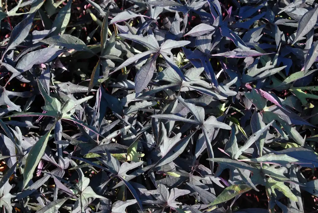 Photo of Ipomoea batatas - 'Midlight Lace' Leaves:Jim Robbins