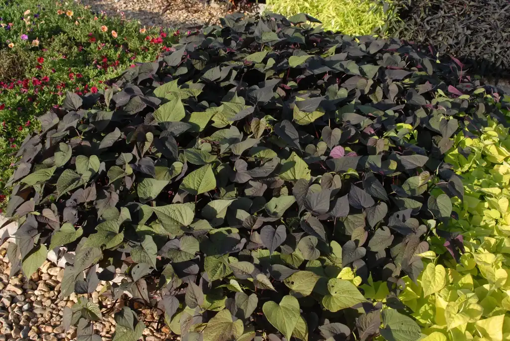 Photo of Ipomoea batatas - 'Sweetheart Purple' Form:Jim Robbins