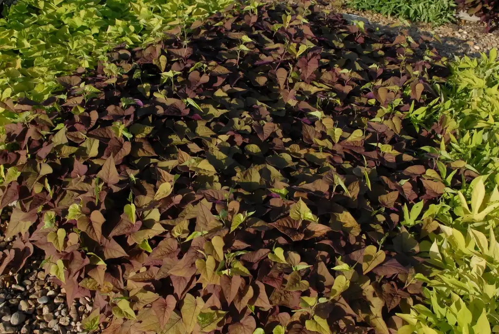 Photo of Ipomoea batatas - 'Sweetheart Red' Form:Jim Robbins
