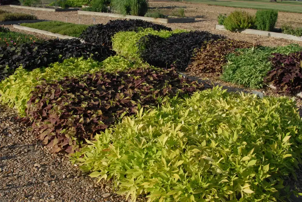 Photo of Ipomoea batatas - Trial:Jim Robbins