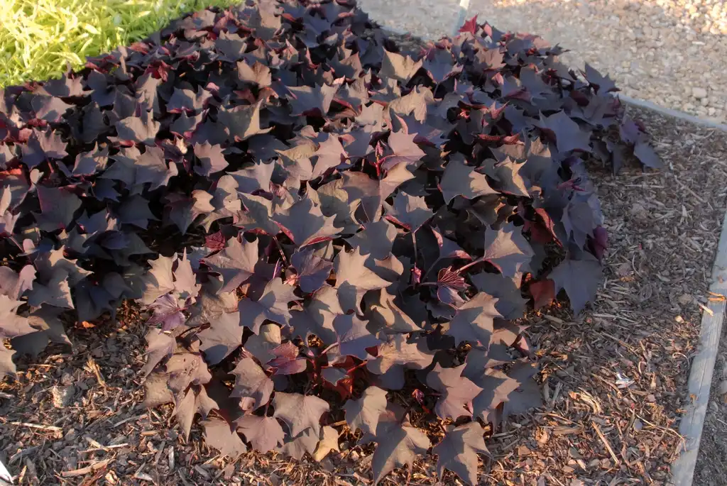 Photo of Ipomoea batatas - 'Sweet Caroline Bewitched After Midnight' Form:Jim Robbins