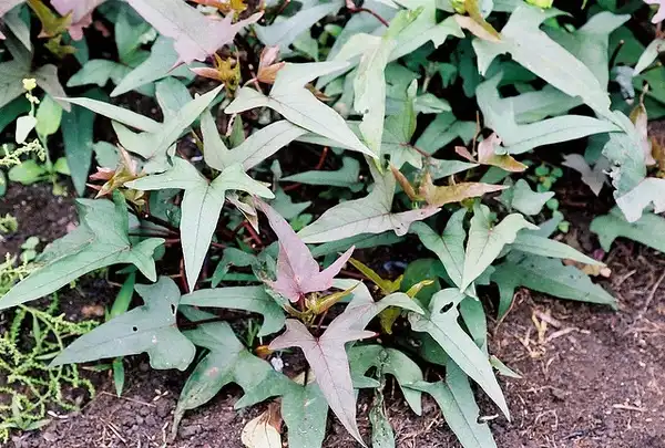 Photo of Ipomoea batatas - Ipomoea batatas 'Tembele':Scamperdale