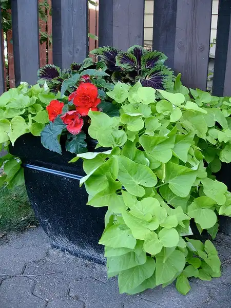 Photo of Ipomoea batatas - In a mixed container:Daryl Mitchell