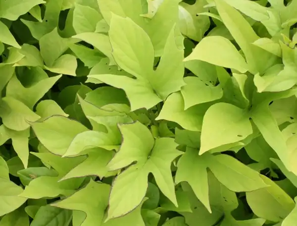 Photo of Ipomoea batatas - Sweet Caroline Light Green™:SFE