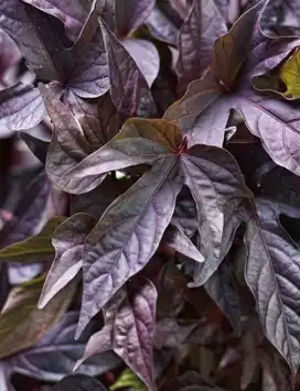 Photo of Ipomoea batatas - Sweet Caroline Raven™:SFE