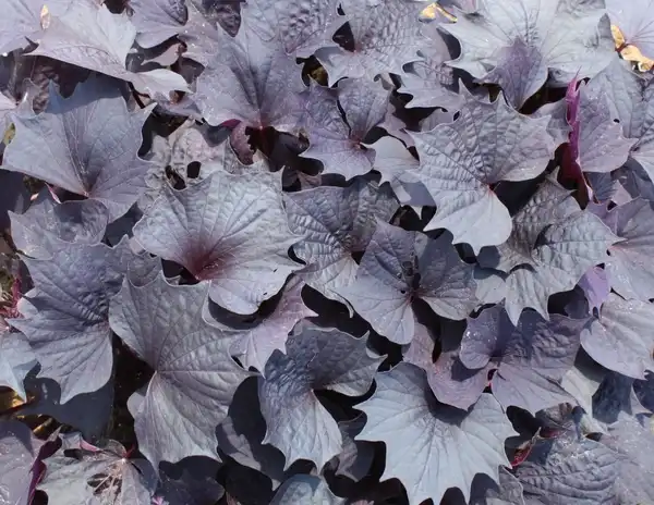 Photo of Ipomoea batatas - Sweet Caroline Bewitched After Midnight™:SFE